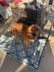 Found/Stray Male Dog last seen Mitchell Rd just past Hill St, Anza, CA 92539