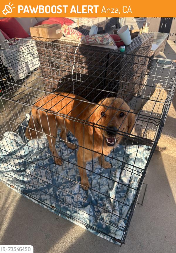 Found/Stray Male Dog last seen Mitchell Rd just past Hill St, Anza, CA 92539