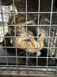 Shelter Stray Female Cat last seen Burroughs St, San Diego, CA, 92111, 5500 Gaines St, San Diego, CA 92110, USA