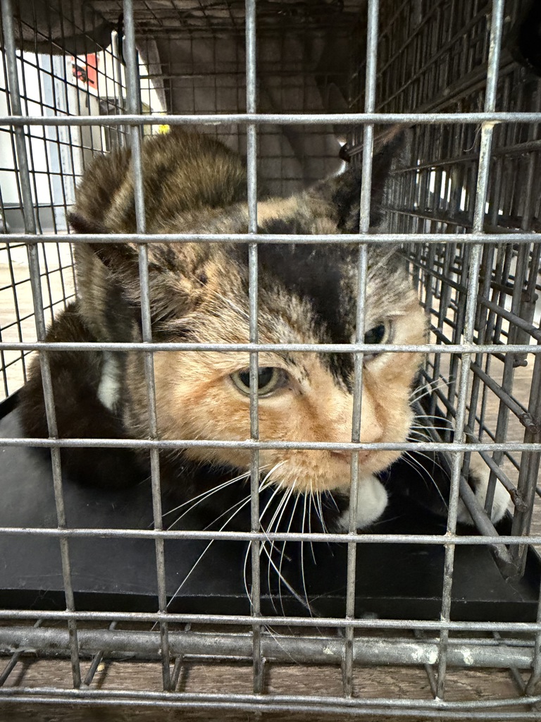 Shelter Stray Female Cat last seen Burroughs St, San Diego, CA, 92111, 5500 Gaines St, San Diego, CA 92110, USA