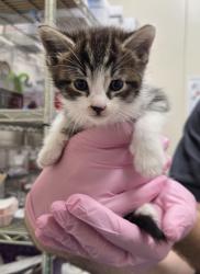 Shelter Stray Female Cat last seen Near Greenfield Drive, El Cajon, CA, 92021, El Cajon, CA 92020, USA