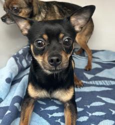 Shelter Stray Male Dog last seen SE Division st and SE 167th ave, OR, 1700 W Historic Columbia River Hwy, Troutdale, OR 97060, USA