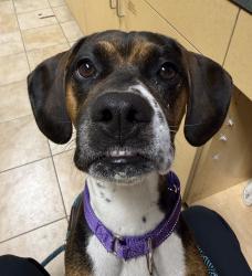 Shelter Stray Female Dog last seen 244th/ Halsey, TROUTDALE, OR, 97060, 1700 W Historic Columbia River Hwy, Troutdale, OR 97060, USA