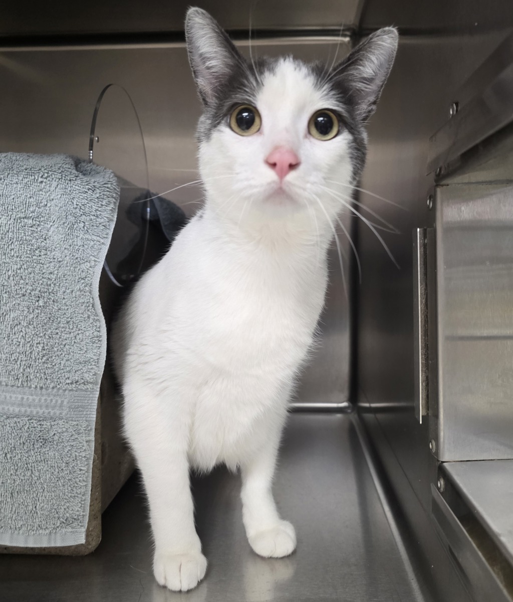 Shelter Stray Female Cat last seen E Burnside / NE 186th, PORTLAND, OR, 97233, 1700 W Historic Columbia River Hwy, Troutdale, OR 97060, USA