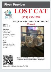 Lost Male Cat last seen Near Ingleside Ave Worcester ma, Worcester, MA 01604