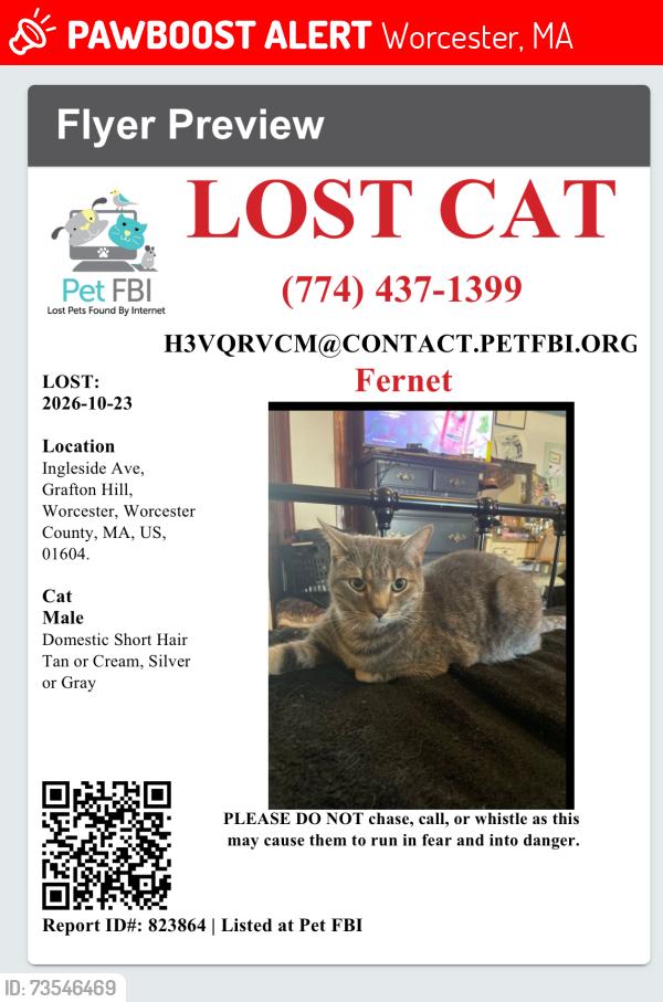 Lost Male Cat last seen Near Ingleside Ave Worcester ma, Worcester, MA 01604