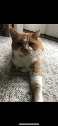 Lost Male Cat last seen Oberlin ave, Lorain, OH 44053