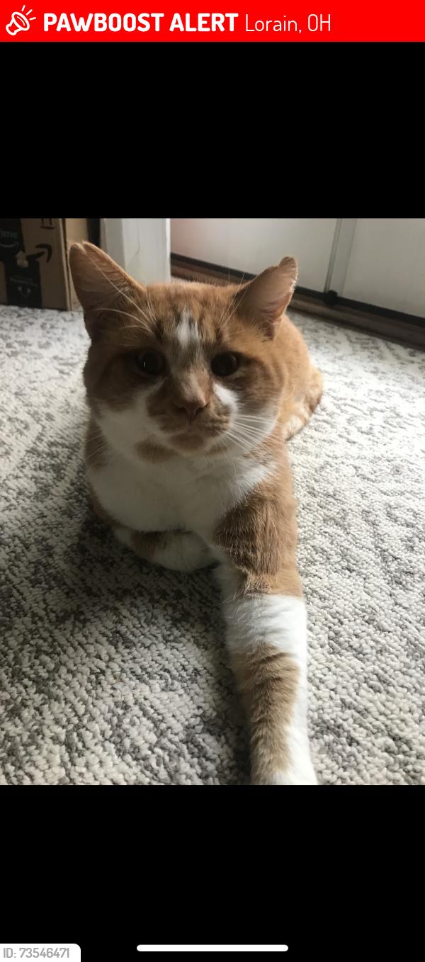 Lost Male Cat last seen Oberlin ave, Lorain, OH 44053