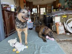 Found/Stray Male Dog last seen Coleridge st, San Antonio, TX 78217