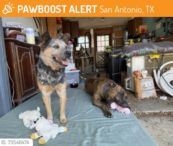Found/Stray Male Dog last seen Coleridge st, San Antonio, TX 78217