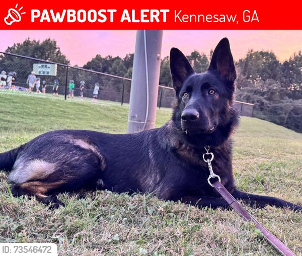 Lost Male Dog last seen Waterhouse Street intersection with Morningwood Lane, Kennesaw, GA 30152