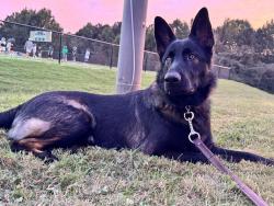 Lost Male Dog last seen Waterhouse Street intersection with Morningwood Lane, Kennesaw, GA 30152
