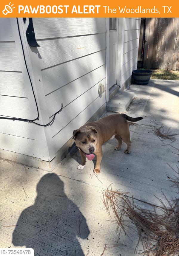 Found/Stray Male Dog last seen S Rambling Ridge, The Woodlands, TX 77385