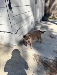 Found/Stray Male Dog last seen S Rambling Ridge, The Woodlands, TX 77385
