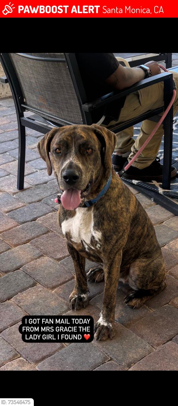 Lost Female Dog last seen Venice beach, Santa Monica, CA 90401