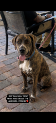 Lost Female Dog last seen Venice beach, Santa Monica, CA 90401
