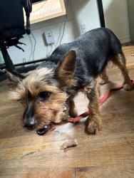 Reunited Male Dog last seen 101st ave Halsey st, Portland, OR 97220