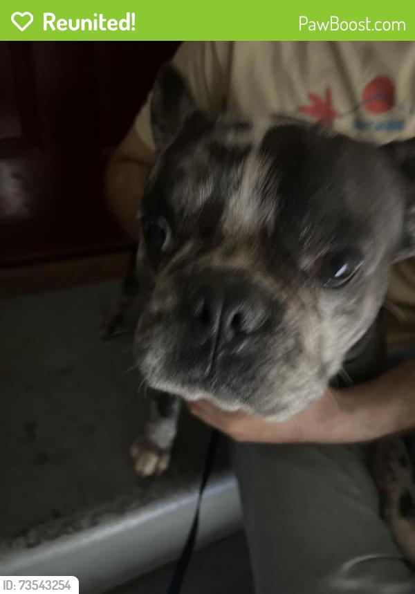 Reunited Male Dog last seen Beverly blvd and floral, Whittier, CA 90601