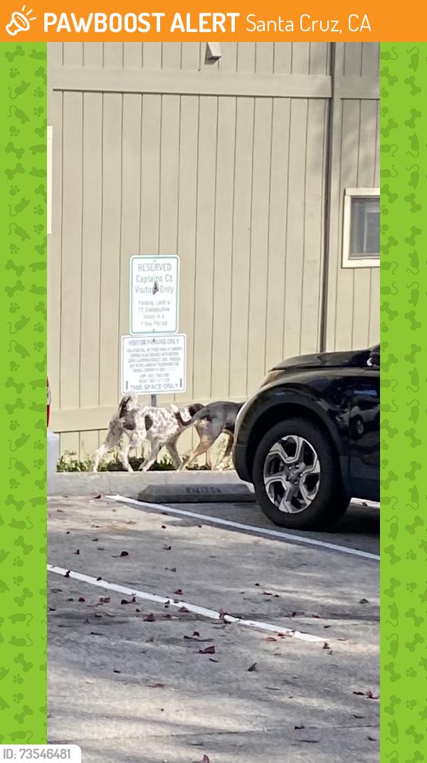 Found/Stray Unknown Dog last seen Brommer, Santa Cruz, CA 95062