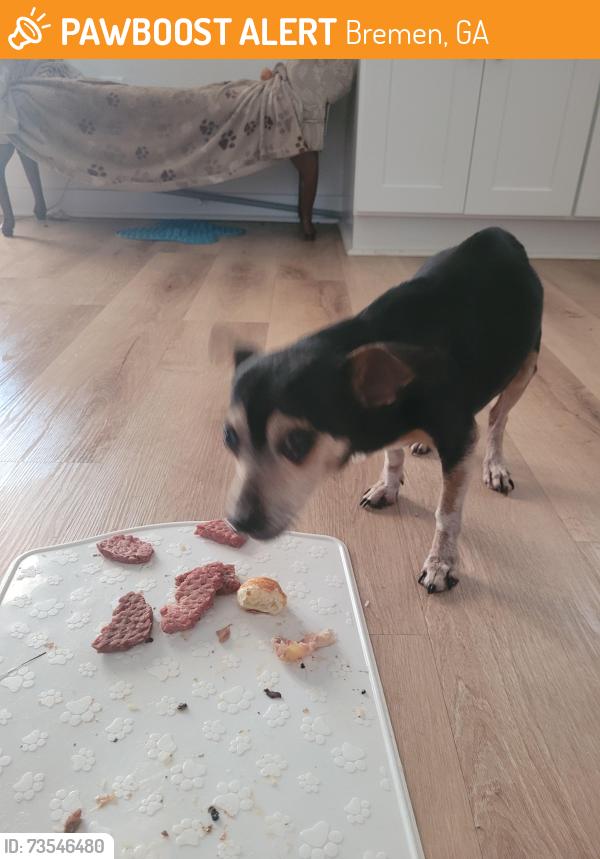 Found/Stray Male Dog last seen Old bush mill road, Bremen, GA 30110