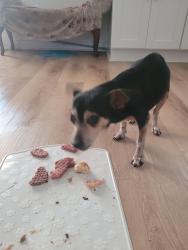 Found/Stray Male Dog last seen Old bush mill road, Bremen, GA 30110