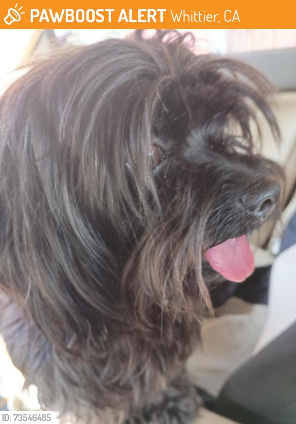 Found/Stray Male Dog last seen Peck Rd And Rooks Rd, Whittier, CA 90601