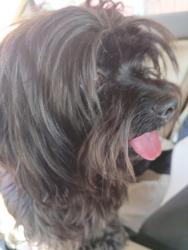 Found/Stray Male Dog last seen Peck Rd And Rooks Rd, Whittier, CA 90601