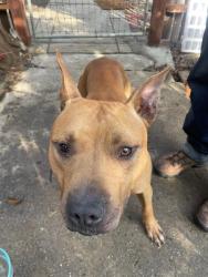 Found/Stray Male Dog last seen Reservoir and Canyon Lake Drive, Port Costa, CA 94569