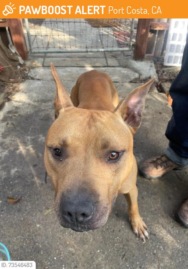 Found/Stray Male Dog last seen Reservoir and Canyon Lake Drive, Port Costa, CA 94569