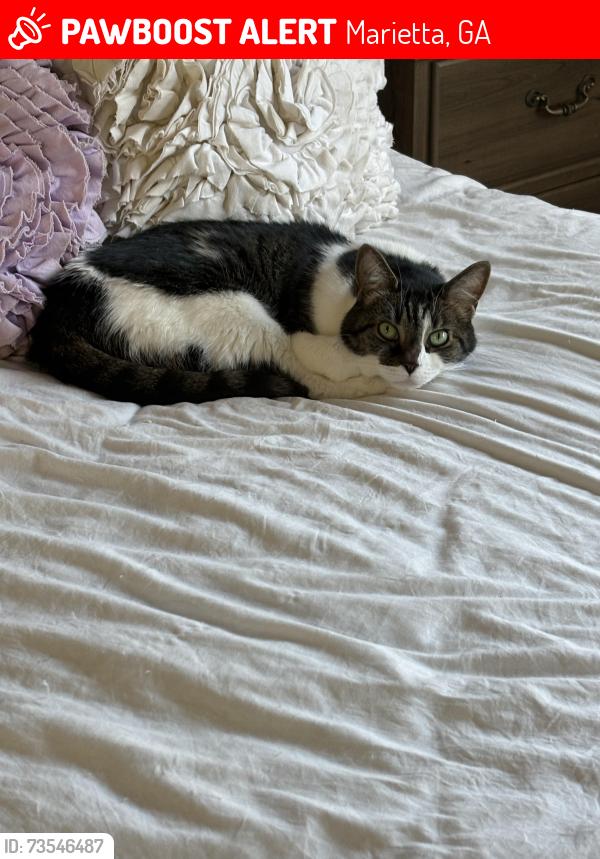 Lost Female Cat last seen Lullingstone drive and Lullingstone way, Marietta, GA 30067