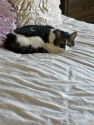 Lost Female Cat last seen Lullingstone drive and Lullingstone way, Marietta, GA 30067