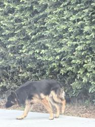 Found/Stray Unknown Dog last seen 89th street and Compton next to Judith F. Baca Arts Academy, Florence-Graham, CA 90002