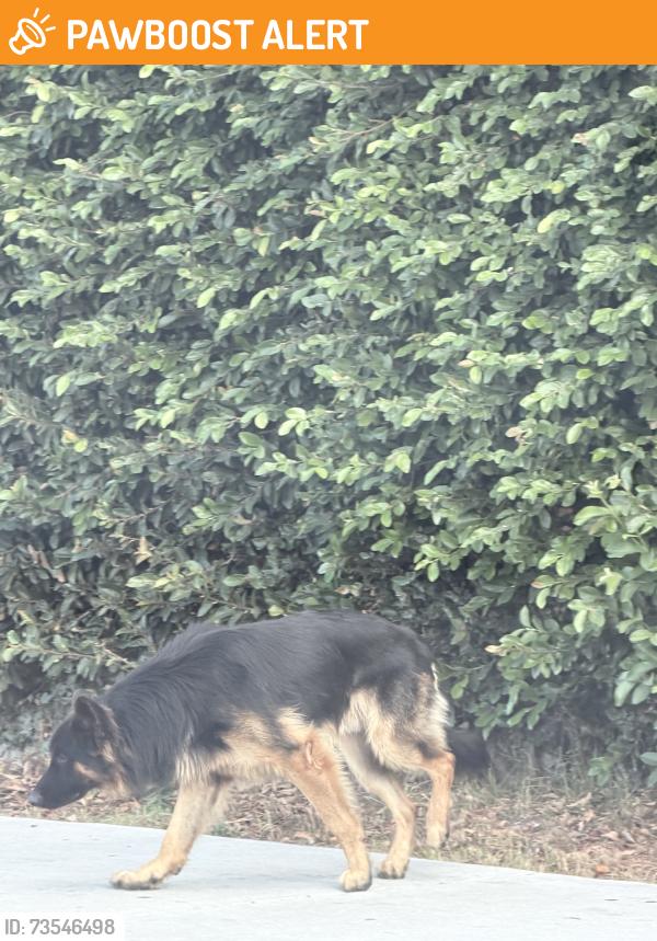 Found/Stray Unknown Dog last seen 89th street and Compton next to Judith F. Baca Arts Academy, Florence-Graham, CA 90002