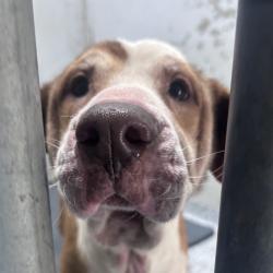 Shelter Stray Female Dog last seen , 328 Furman Hall Rd, Greenville, SC 29609, USA