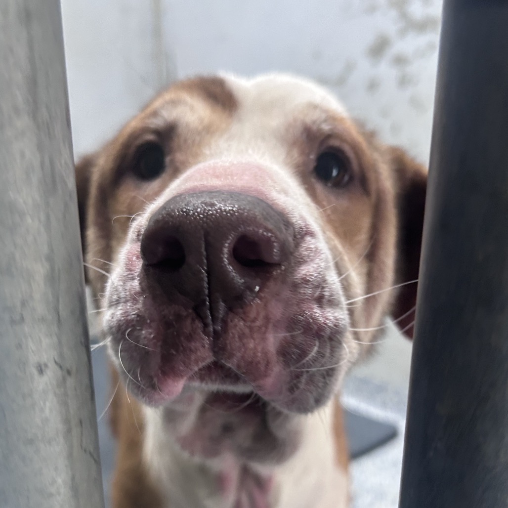Shelter Stray Female Dog last seen , 328 Furman Hall Rd, Greenville, SC 29609, USA