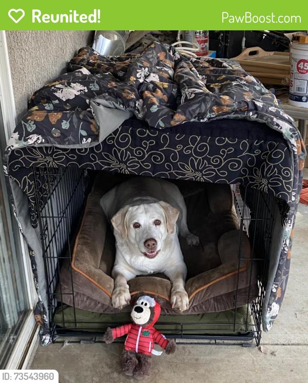 Reunited Female Dog last seen Virmargo Ct., Visalia, CA 93292