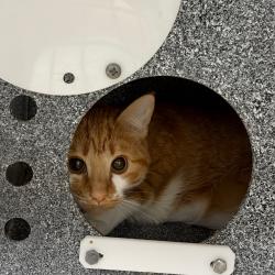Shelter Stray Female Cat last seen , 328 Furman Hall Rd, Greenville, SC 29609, USA