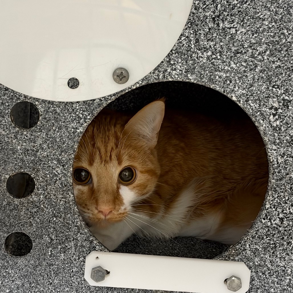 Shelter Stray Female Cat last seen , 328 Furman Hall Rd, Greenville, SC 29609, USA