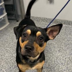 Shelter Stray Male Dog last seen , 328 Furman Hall Rd, Greenville, SC 29609, USA