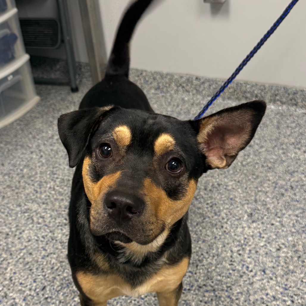 Shelter Stray Male Dog last seen , 328 Furman Hall Rd, Greenville, SC 29609, USA