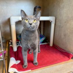 Shelter Stray Female Cat last seen , 8020 Washington St, Port Richey, FL 34668, USA