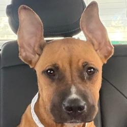 Shelter Stray Female Dog last seen , 3612 11th Ave, Los Angeles, CA 90018, USA