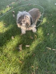 Found/Stray Male Dog last seen Near Kilburn ave, Rockford, IL 61101