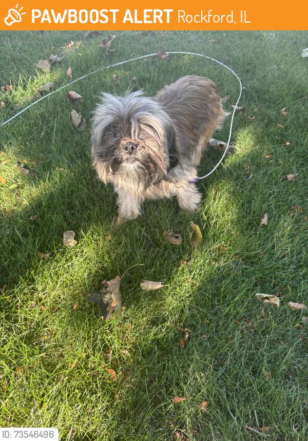 Found/Stray Male Dog last seen Near Kilburn ave, Rockford, IL 61101