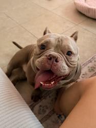 Found/Stray Female Dog last seen Dania beach, Dania Beach, FL 33004