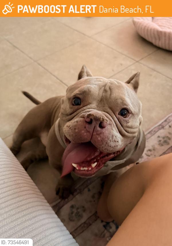 Found/Stray Female Dog last seen Dania beach, Dania Beach, FL 33004