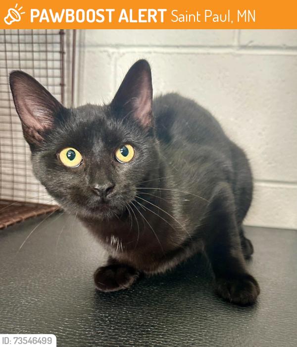Found/Stray Female Cat last seen Englewood between Avon and Victoria, Saint Paul, MN 55104