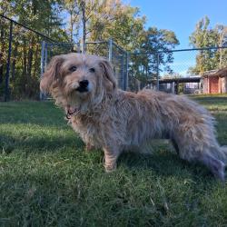 Shelter Stray Female Dog last seen , 2951 S 1st St, Cabot, AR 72023, USA