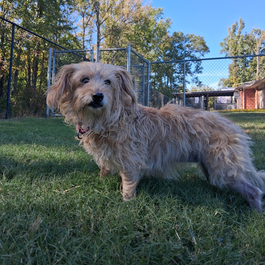 Shelter Stray Female Dog last seen , 2951 S 1st St, Cabot, AR 72023, USA