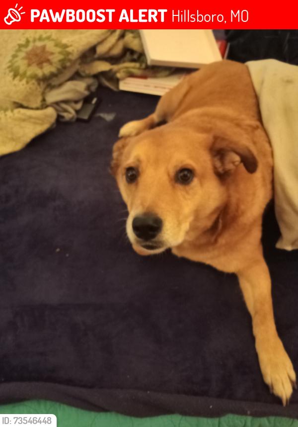 Lost Male Dog last seen Chapel hill CT. And Goldman' Glade Chapel at old 21 and Brittons gas station, Hillsboro, MO 63050